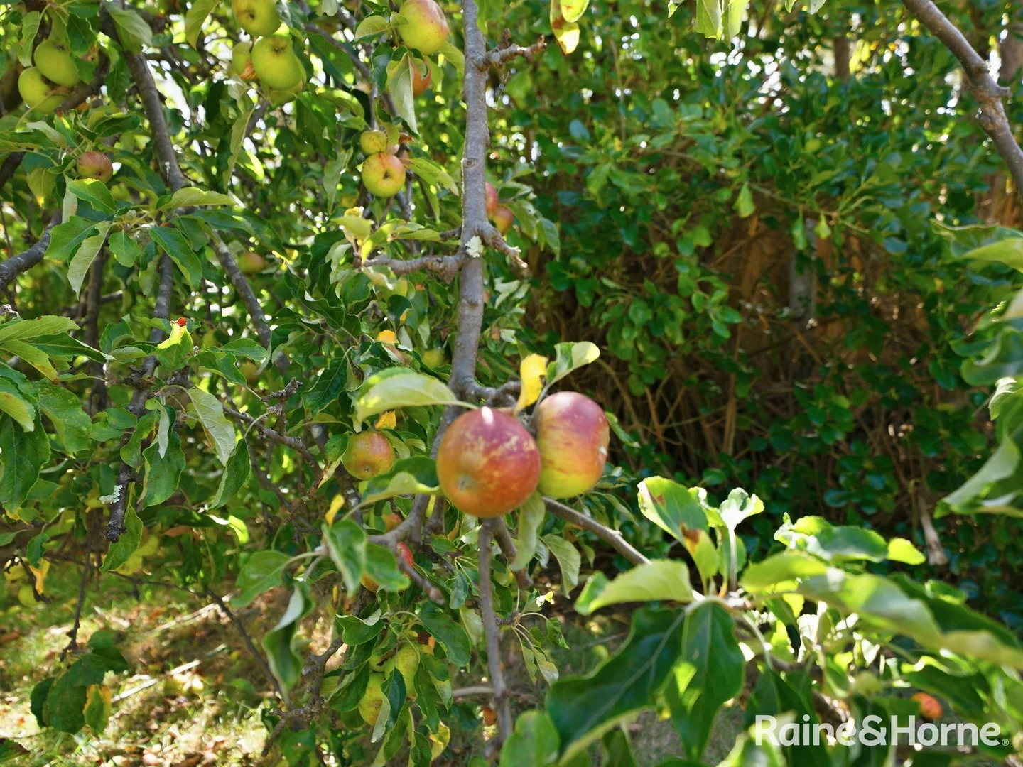 Additional image 30 of 37 Melbourne Street, Triabunna TAS 7190