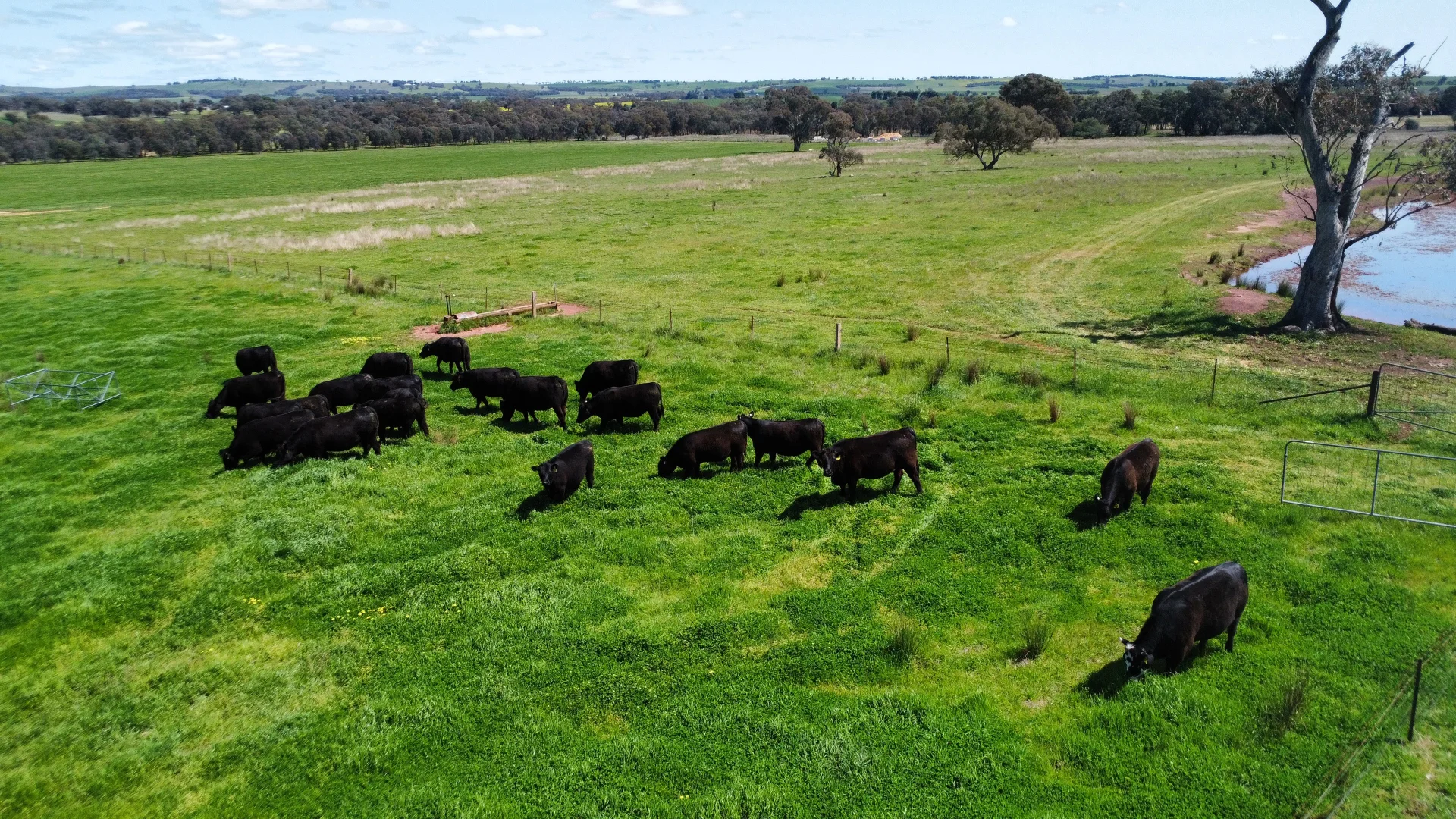 Additional image 34 of Young NSW 2594