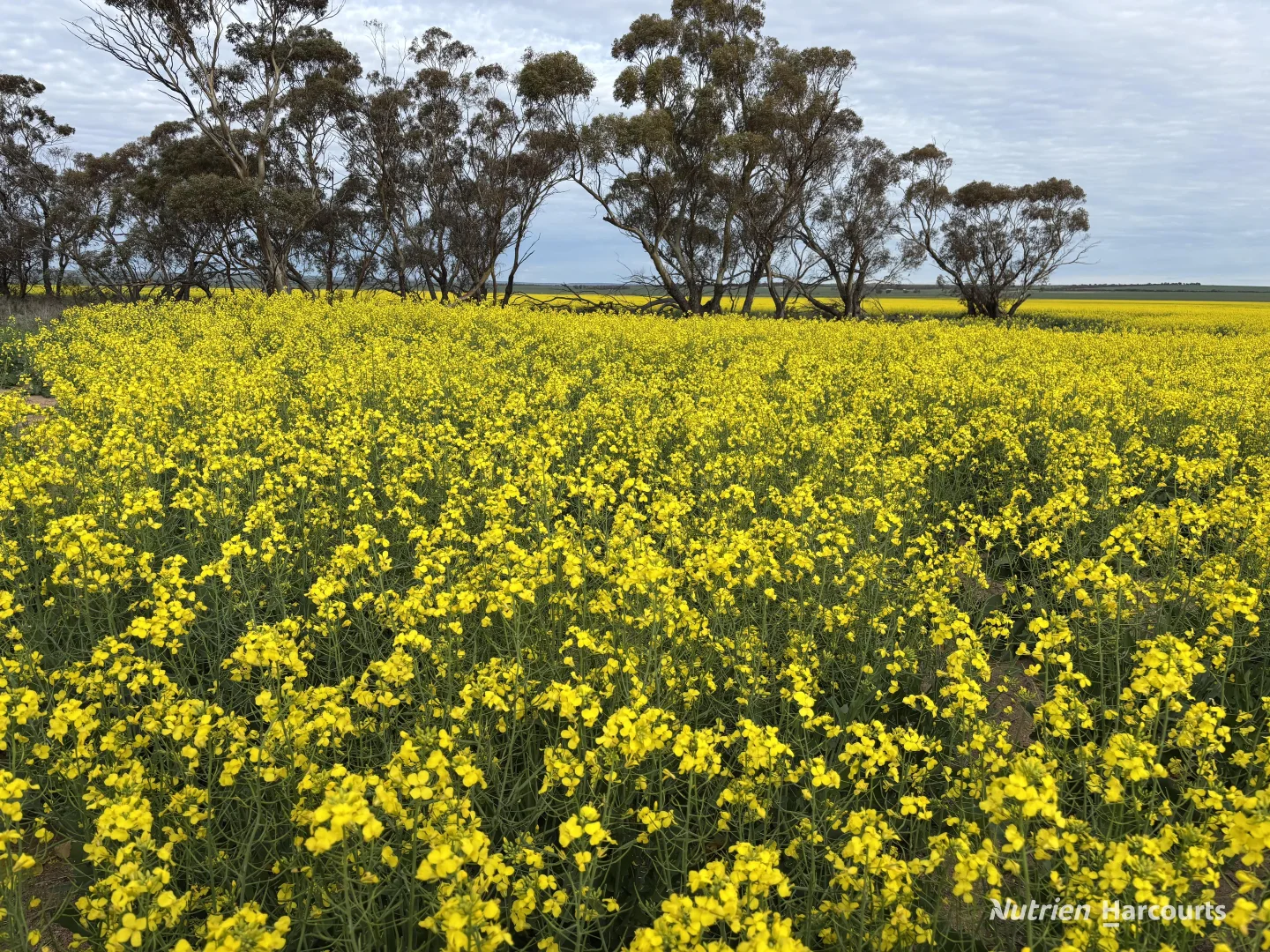 Additional image 7 of . 'Yetelling', Bencubbin WA 6477