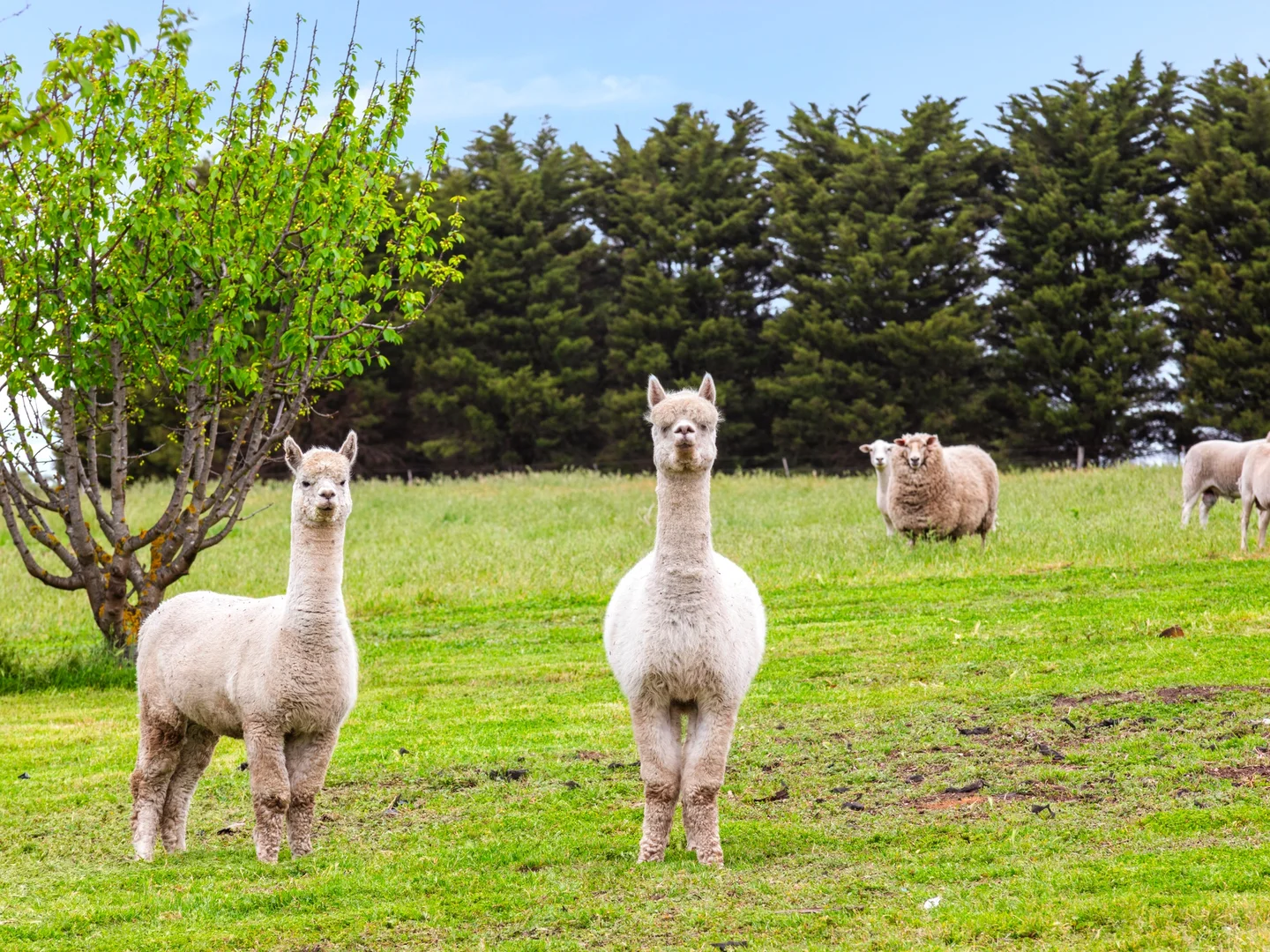 Additional image 14 of 111-119 Settlement Road, Drysdale VIC 3222