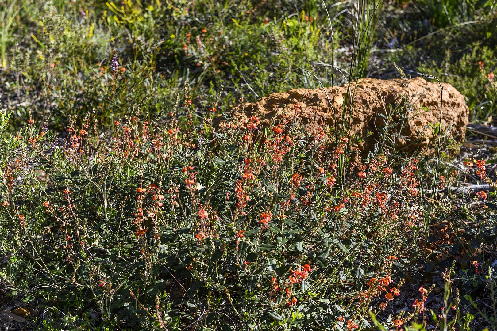 Additional image 46 of Guernsey Rise, Lower Chittering WA 6084