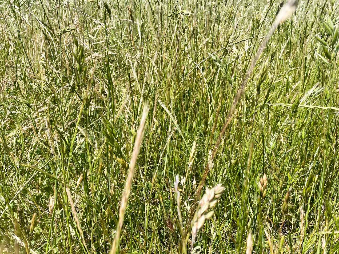 Additional image 21 of 250 Emu Creek Road, Canowindra NSW 2804