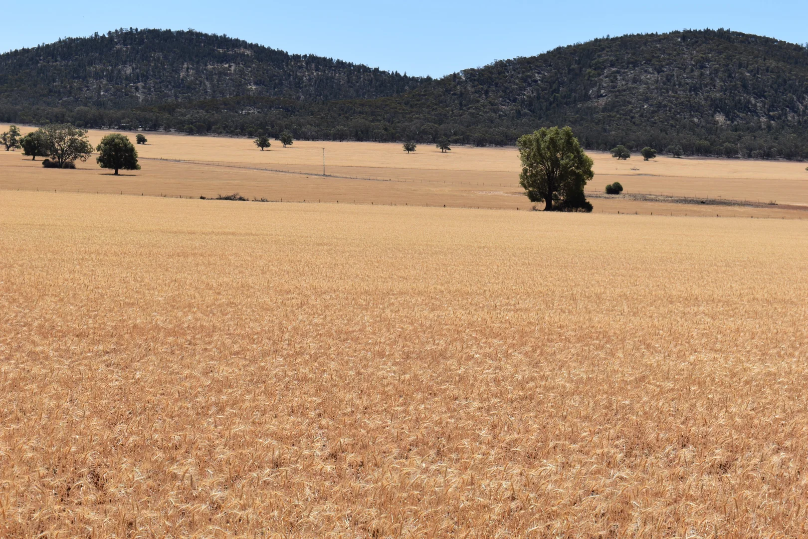 Additional image 20 of 120 Ganantagi Road, Yarrabandai NSW 2875