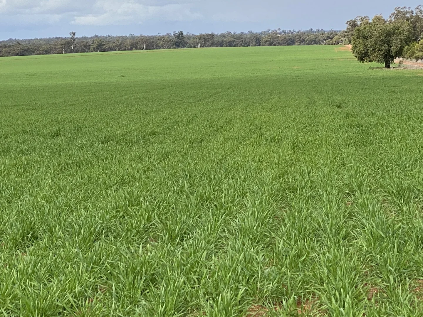 Additional image 11 of 492 Eremeran Road, Condobolin NSW 2877