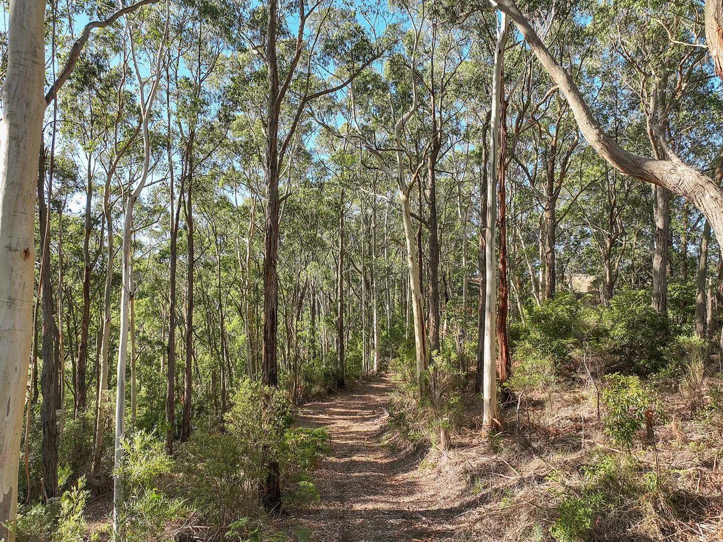 Additional image 3 of 3384 Lavers Hill-Cobden Road, Kennedys Creek VIC 3239