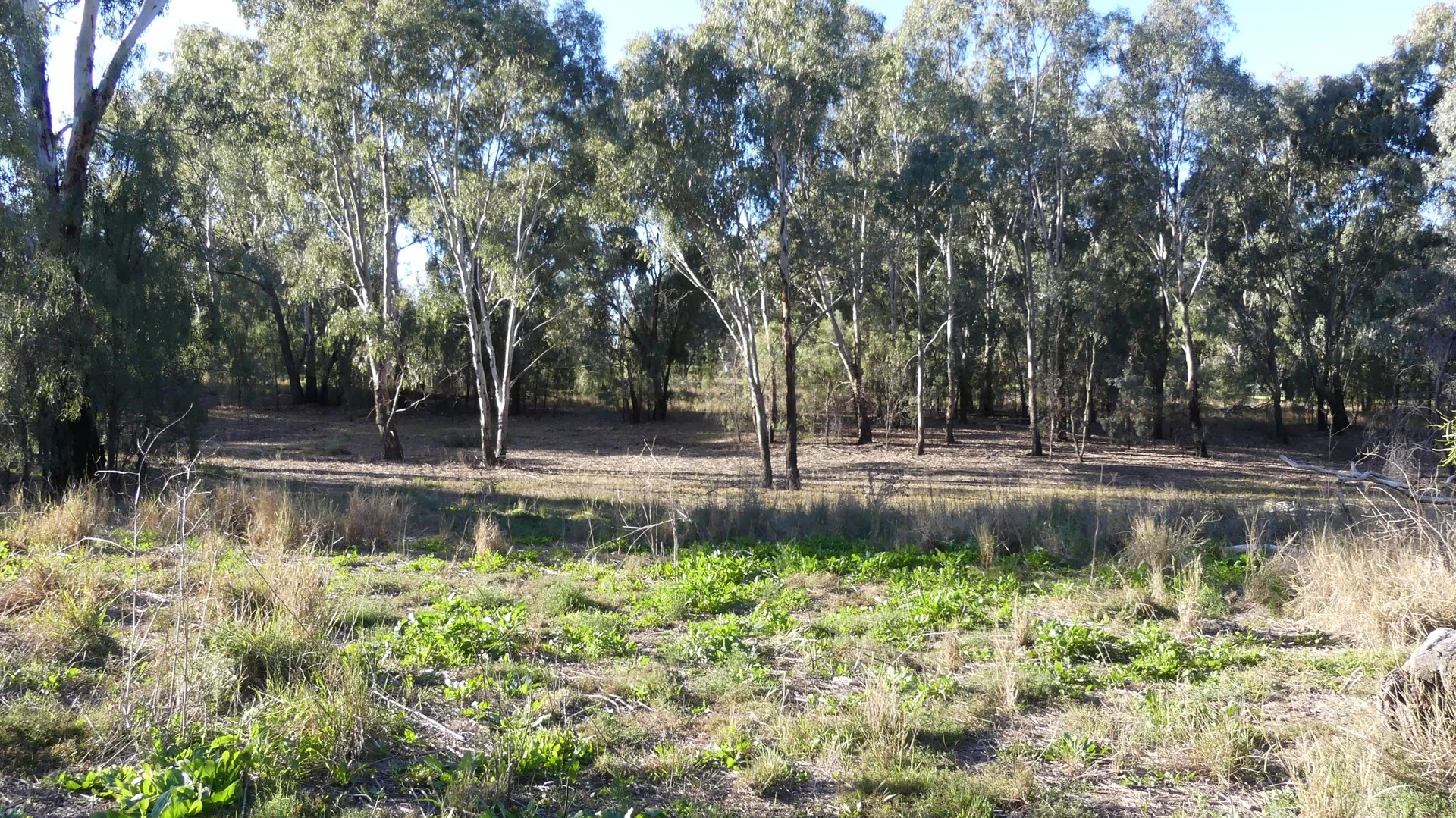 Lot 10 Oxley Highway, Warren NSW 2824