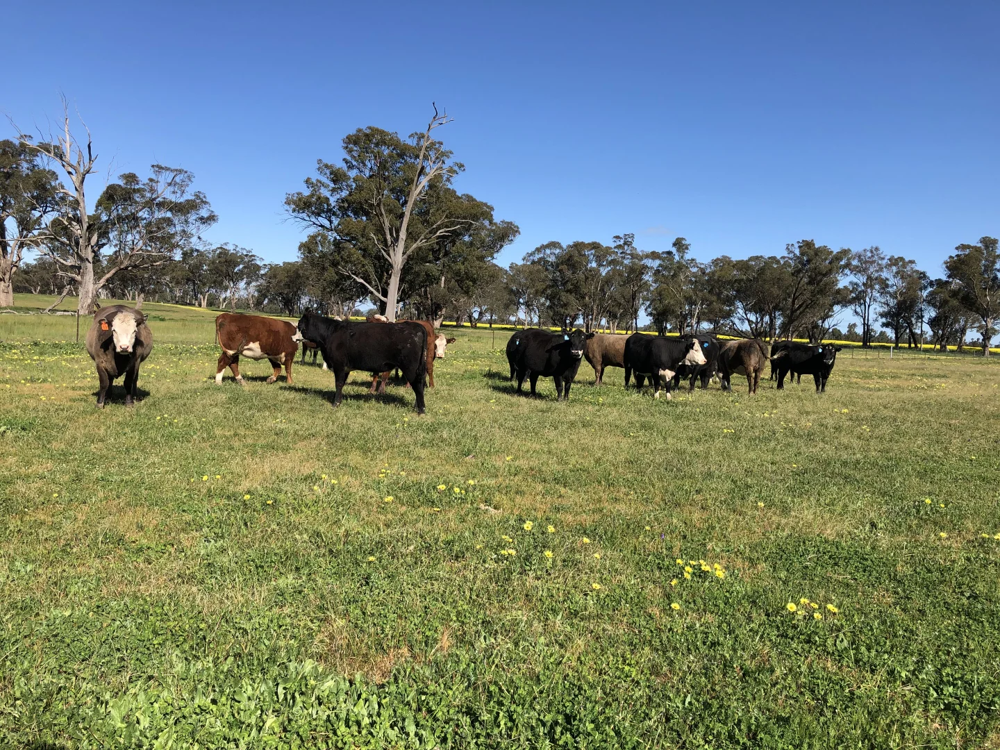 Additional image 37 of 1843 Yeo Yeo Hampstead Road, Young NSW 2594