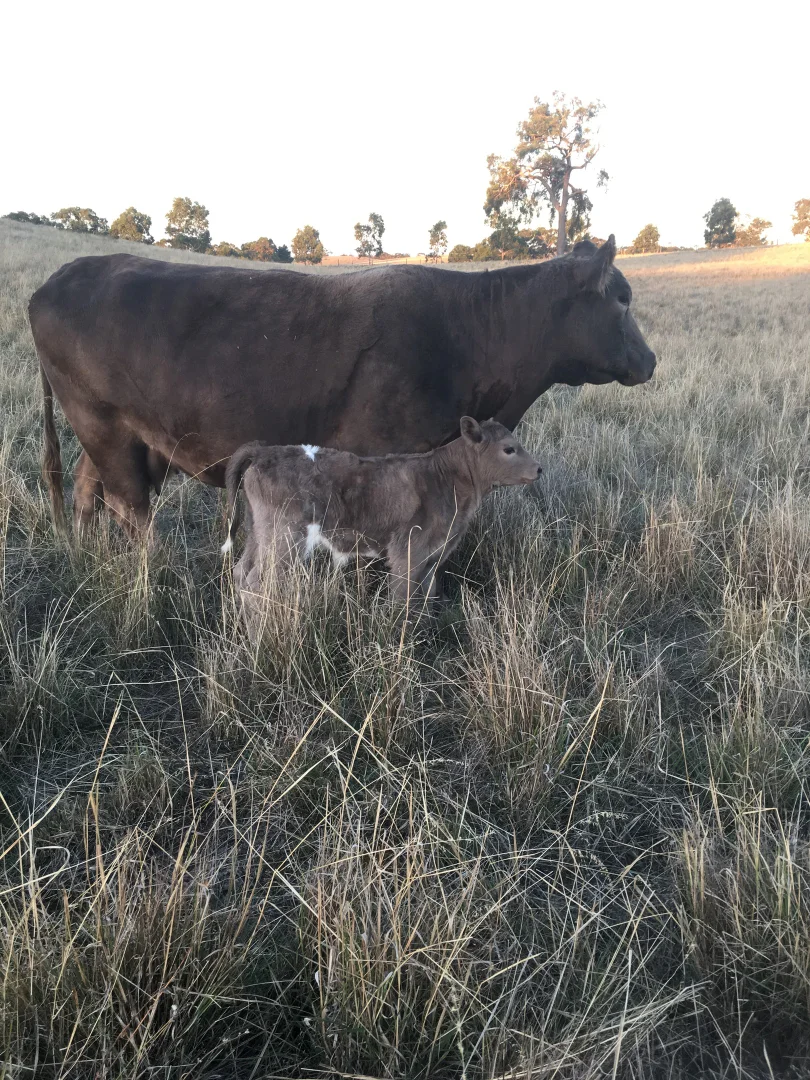 Additional image 10 of 2773 Naracoorte Road, Bordertown SA 5268