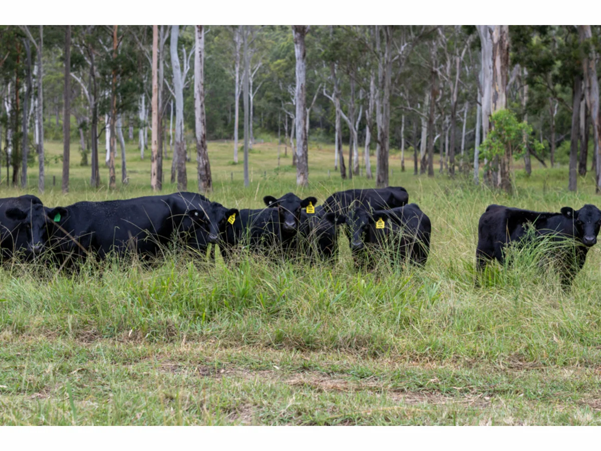 Additional image 23 of 616 Old Inn Road, Bulahdelah NSW 2423