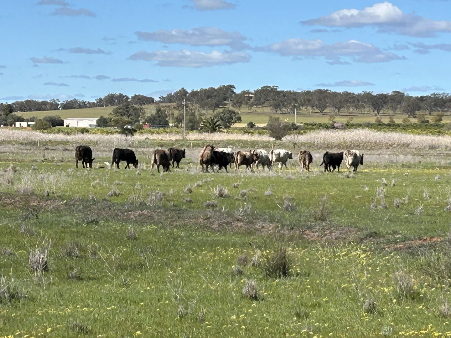 Additional image 18 of 119 Regulator Road, Yanco NSW 2703