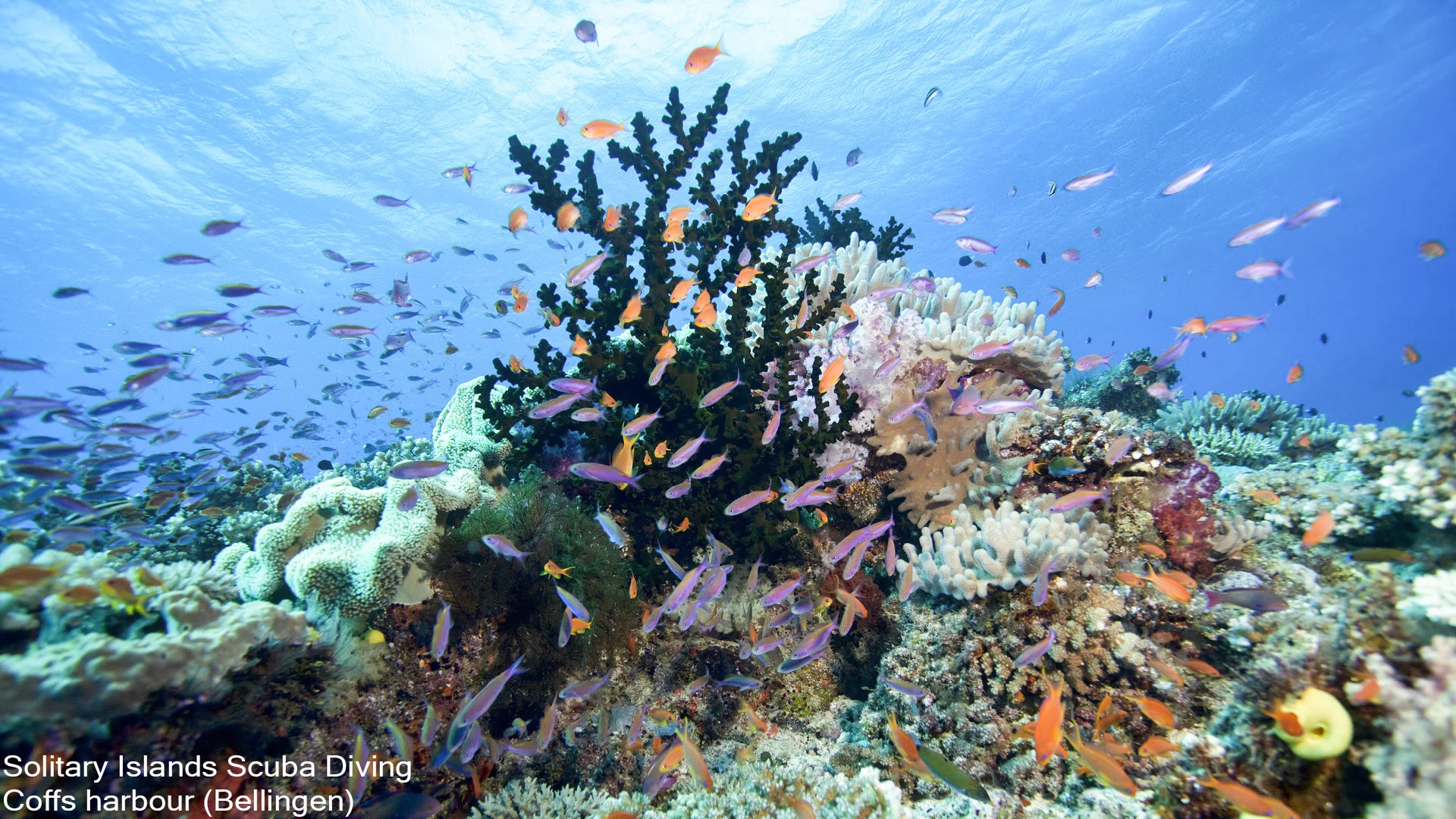 Additional image 38 of 259 Kalang Road, Bellingen NSW 2454