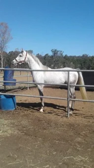 Additional image 10 of 23a Videroni St, Bundamba QLD 4304