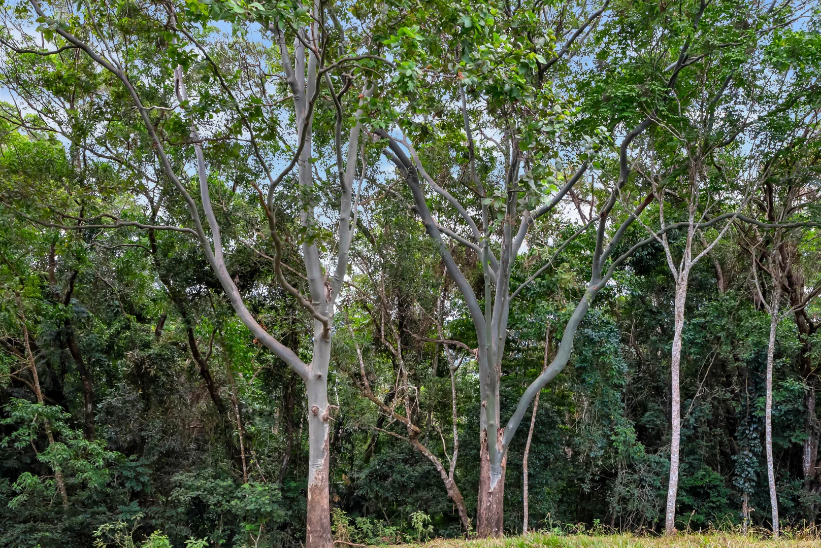 Additional image 11 of 53 Edward Elgar Close, Speewah QLD 4881