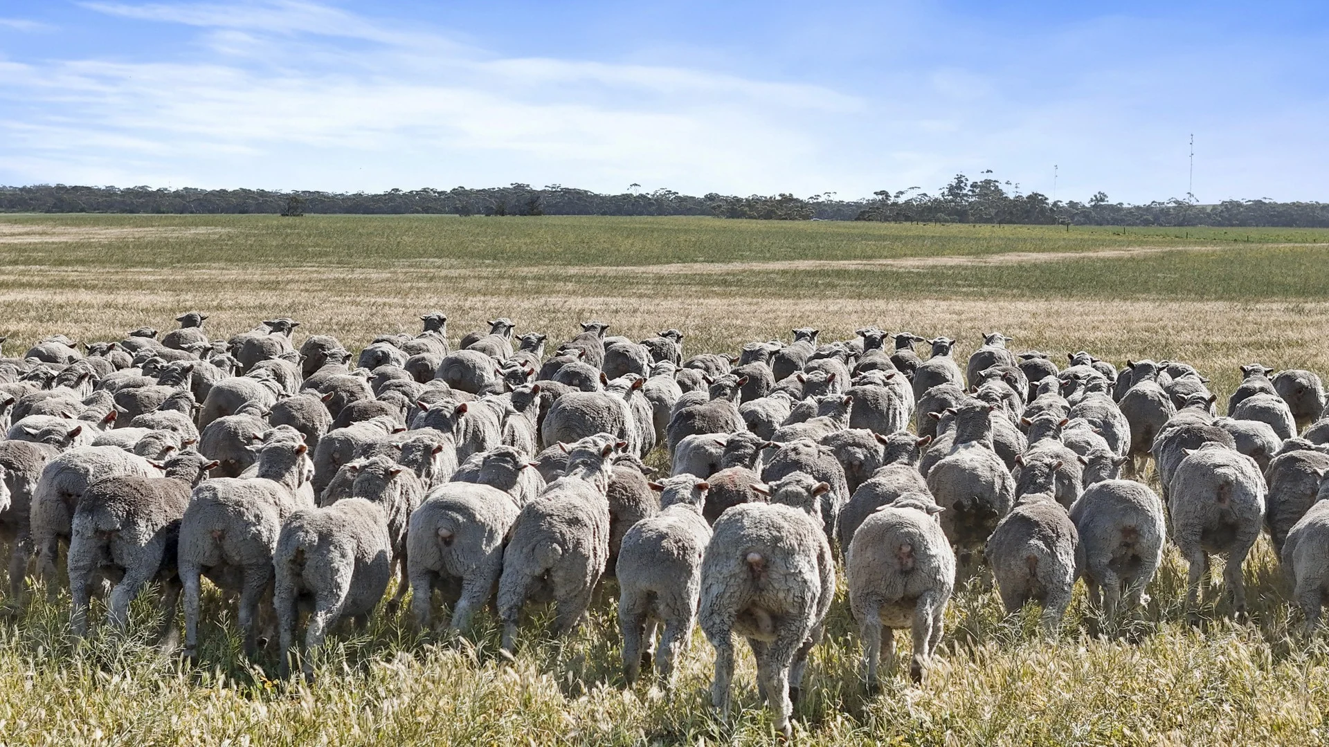 Additional image 6 of 4910 Mallee Highway, Peake SA 5301