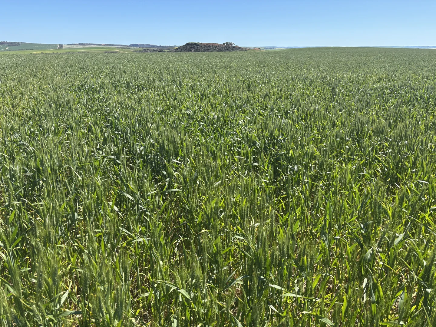 Additional image 9 of Lot 55 Ahern Place, Hickety WA 6532