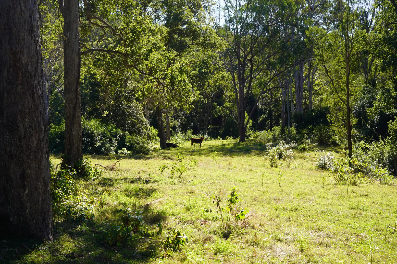 Additional image 28 of 2425 Pine Creek Road, Kyogle NSW 2474