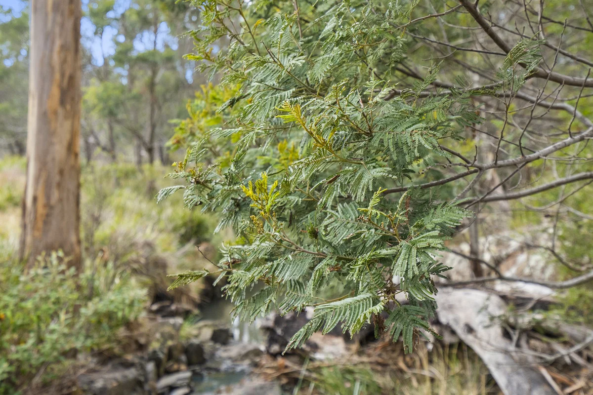 Additional image 30 of 1 & 2 Bresnehans Road, Little Swanport TAS 7190