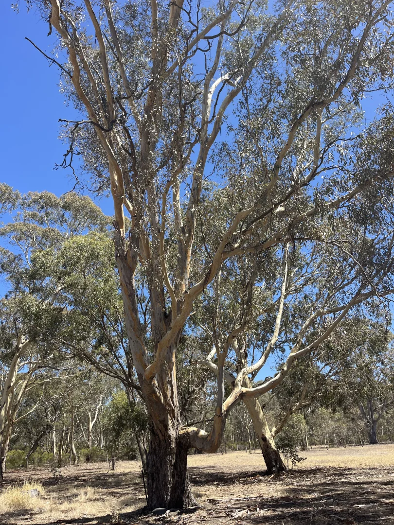 Additional image 2 of 130 Kilkenny Lane, Clunes VIC 3370