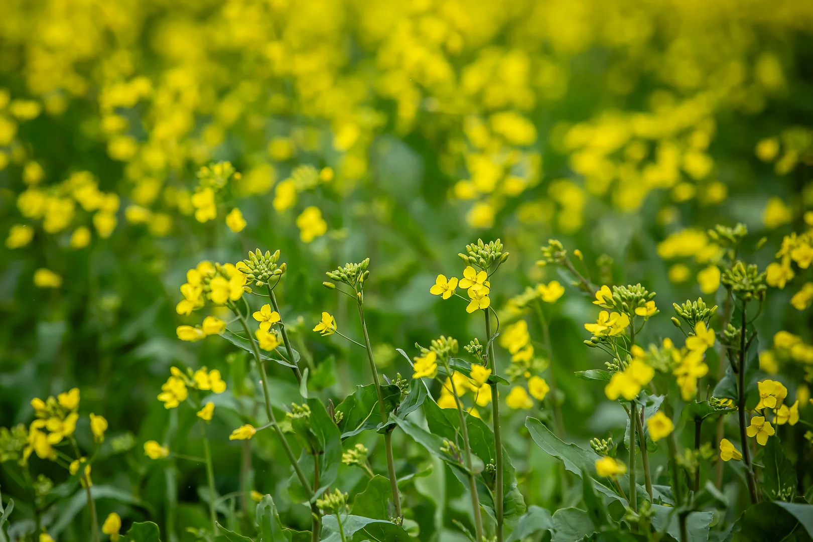 Additional image 5 of 58 Camerons and Lampards Road, Charam VIC 3318