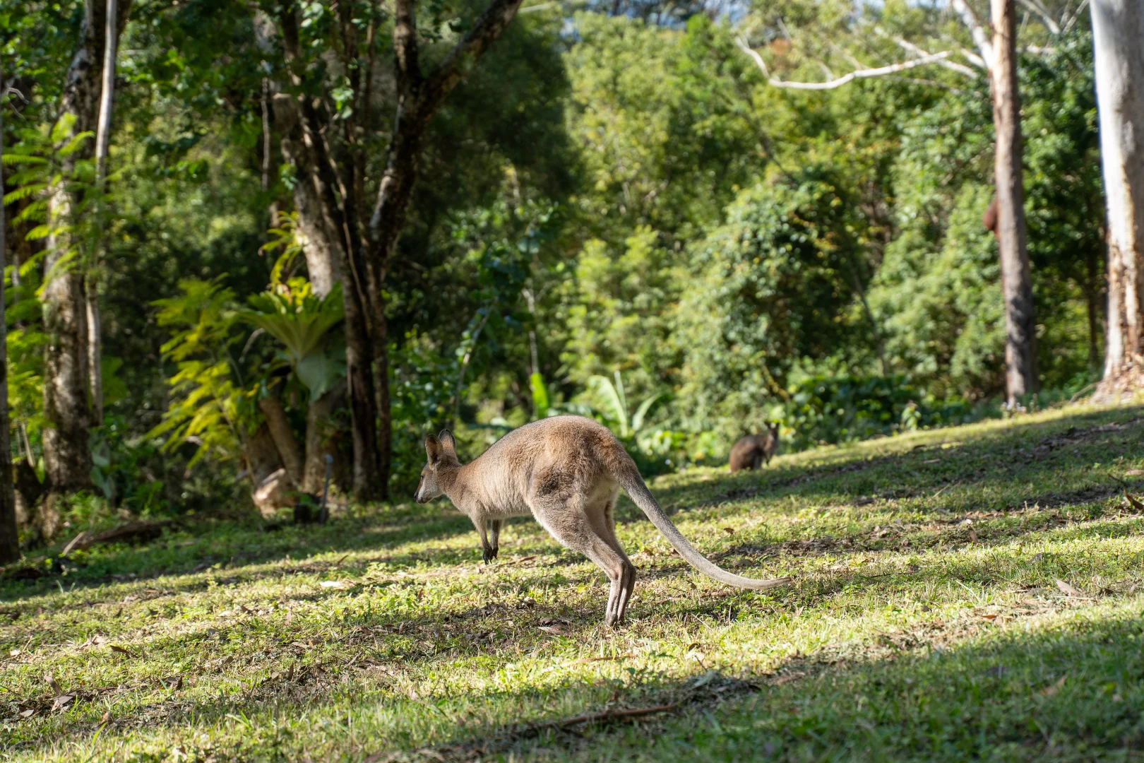 Additional image 38 of 76 Maso Road, Repentance Creek NSW 2480