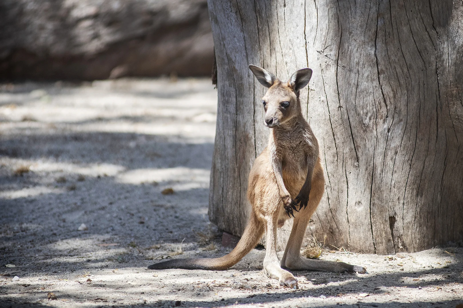 Additional image 23 of 2/780 Fisher Road, Kudardup WA 6290