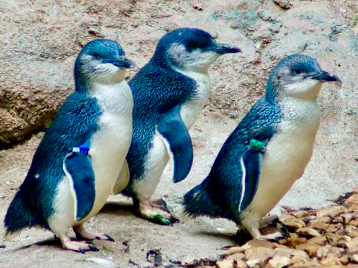 Additional image 12 of 204B The Esplanade, Surf Beach VIC 3922