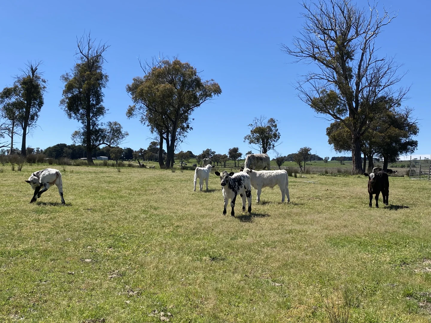 Additional image 13 of 1709 Bigga Road, Bigga NSW 2583