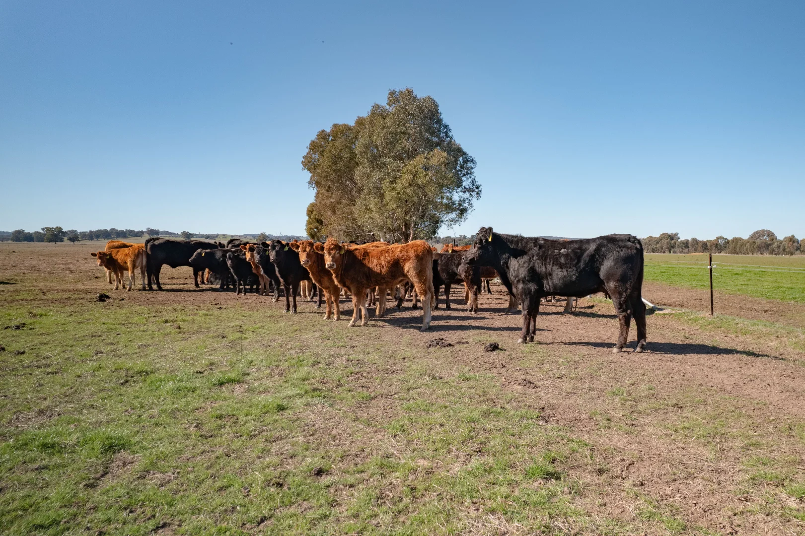 Additional image 20 of 486 Carraragarmungee Estate Road, Byawatha VIC 3678