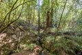 Additional image 32 of 9935 Occidental Rd, Sebastopol, CA, 95472
