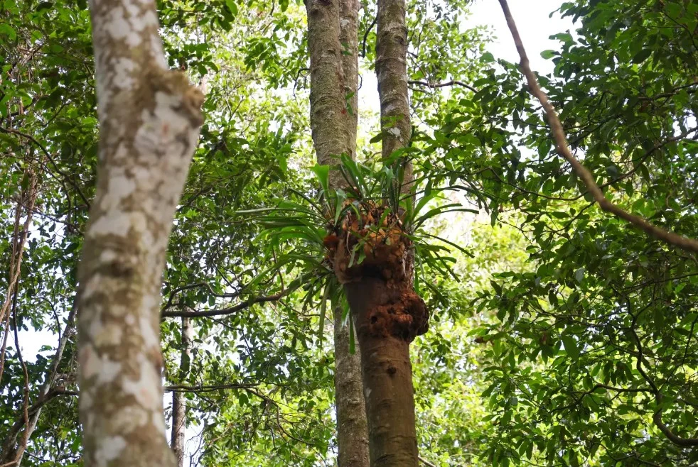 Additional image 13 of Lot 9/400 Bellthorpe West Road, Bellthorpe QLD 4514