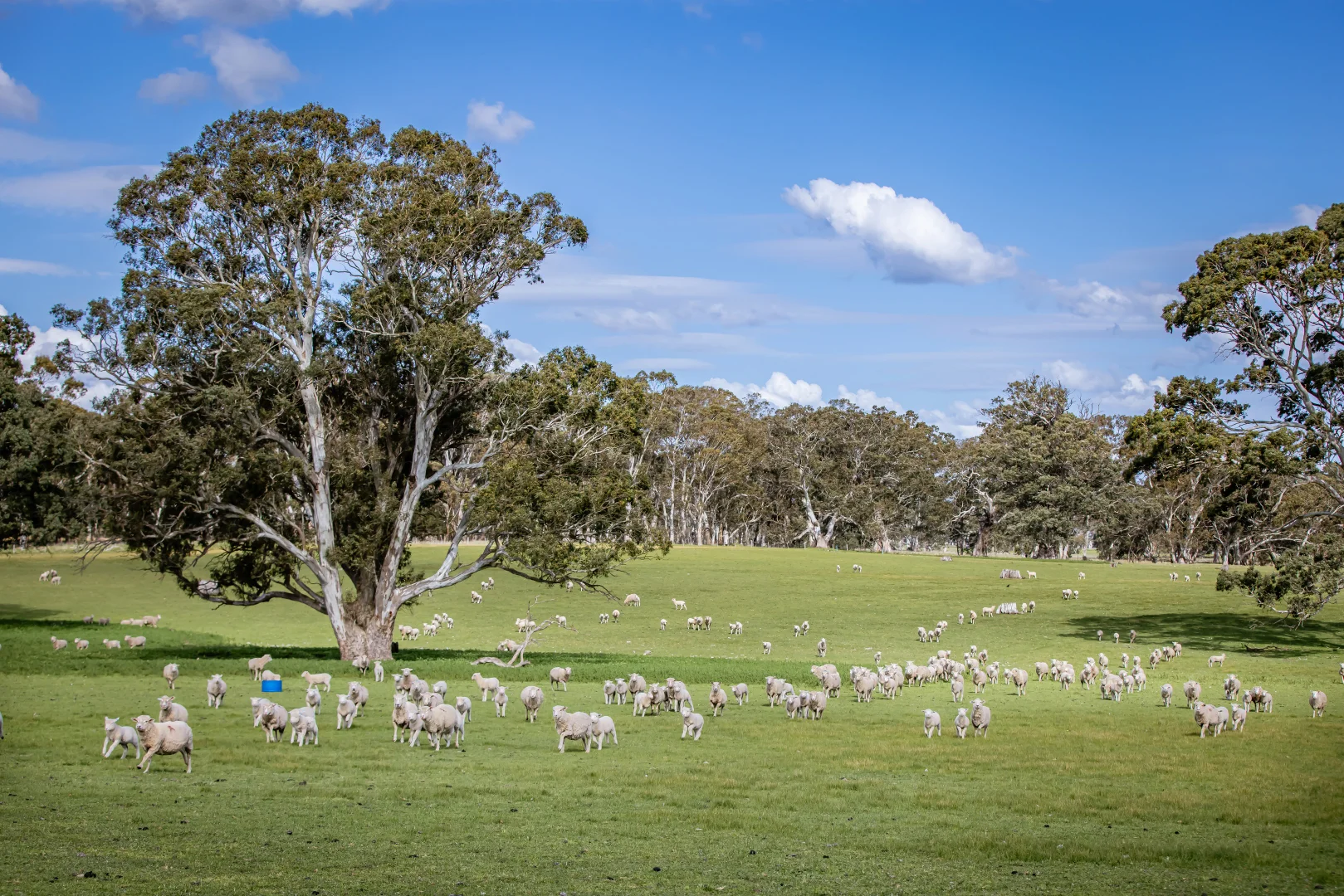 Additional image 32 of 219 Ockley Rd, Comaum SA 5277