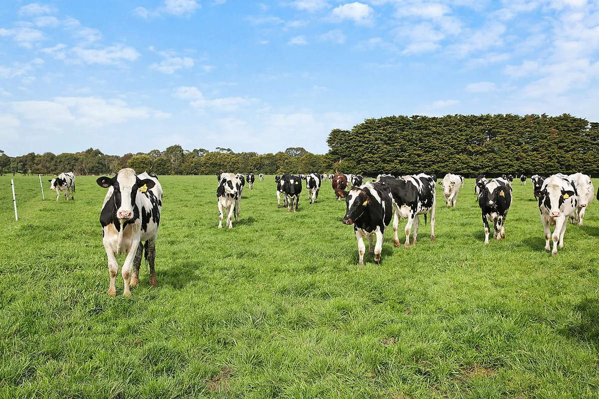 Additional image 18 of 570 Swan Marsh Road, Swan Marsh VIC 3249