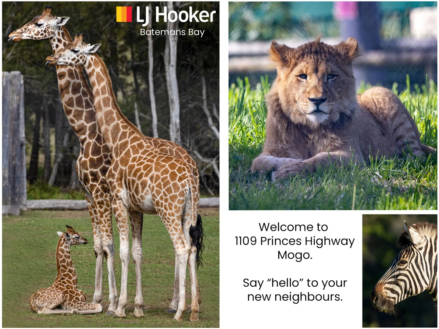 Additional image 24 of 1109 Princes Highway, Mogo NSW 2536