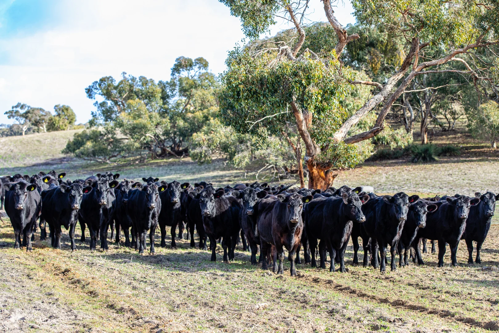 Additional image 6 of 1911 Cadgee Road, Naracoorte SA 5271