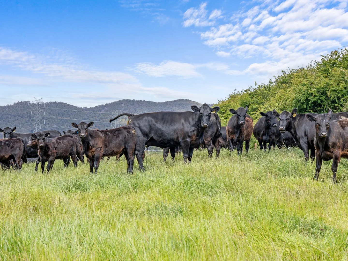 Additional image 14 of Dalwood Road, Nook TAS 7306