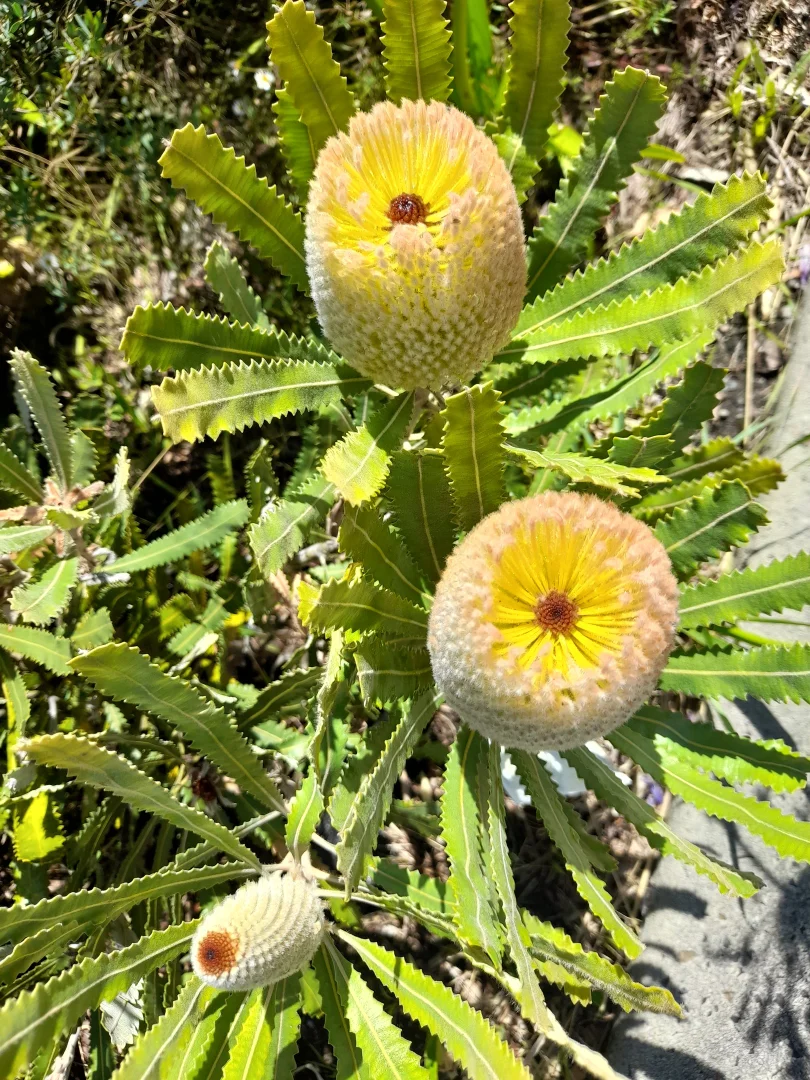 Additional image 19 of 49 Louis Road, Venus Bay VIC 3956