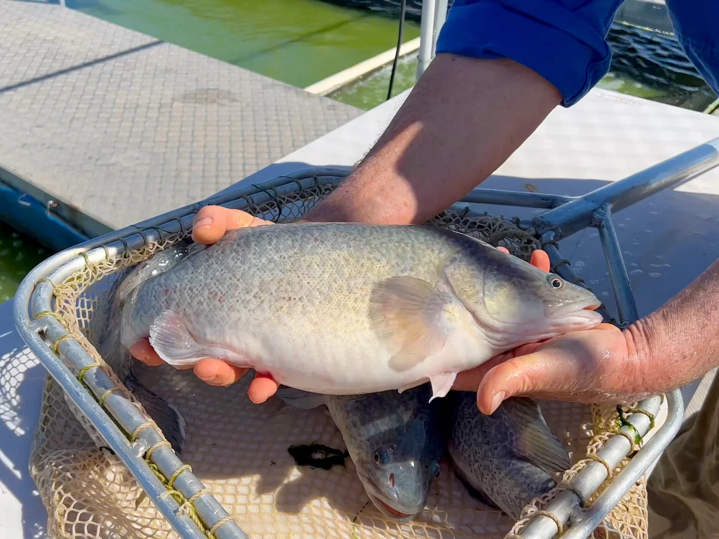 Additional image 3 of 187 Morley Road, Yoogali NSW 2680