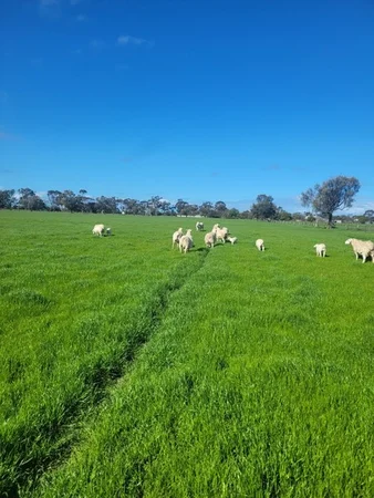 Additional image 2 of Aitken Avenue, Donald VIC 3480