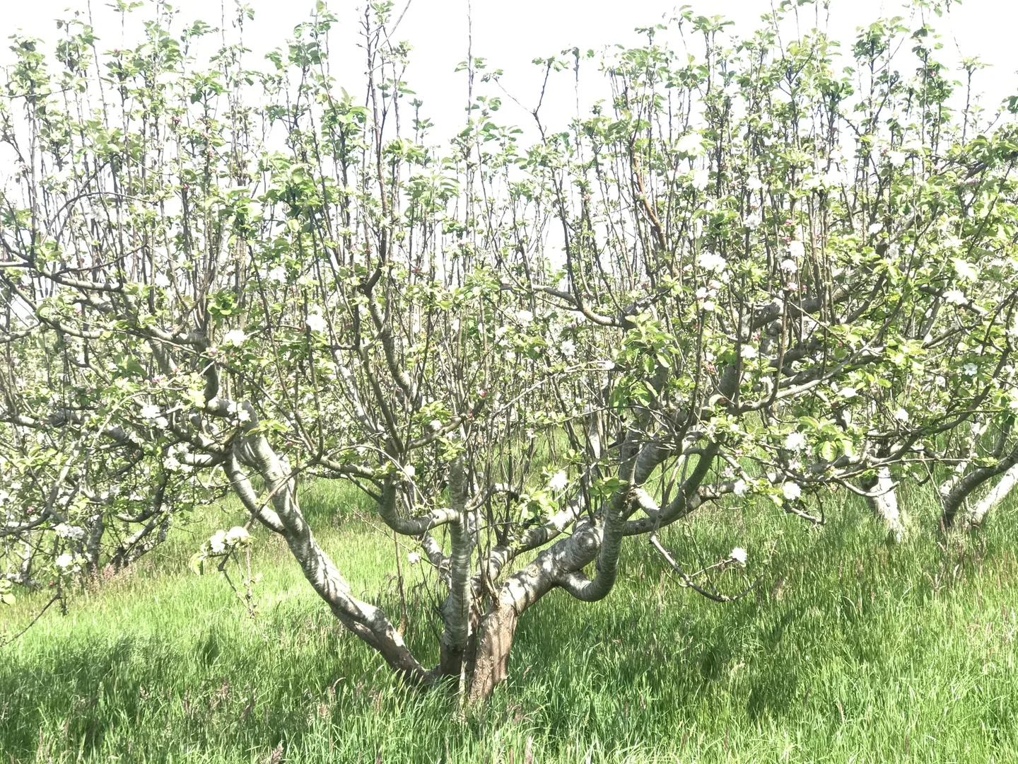 Additional image 20 of 90 Bischoffs Road, Pegarah TAS 7256