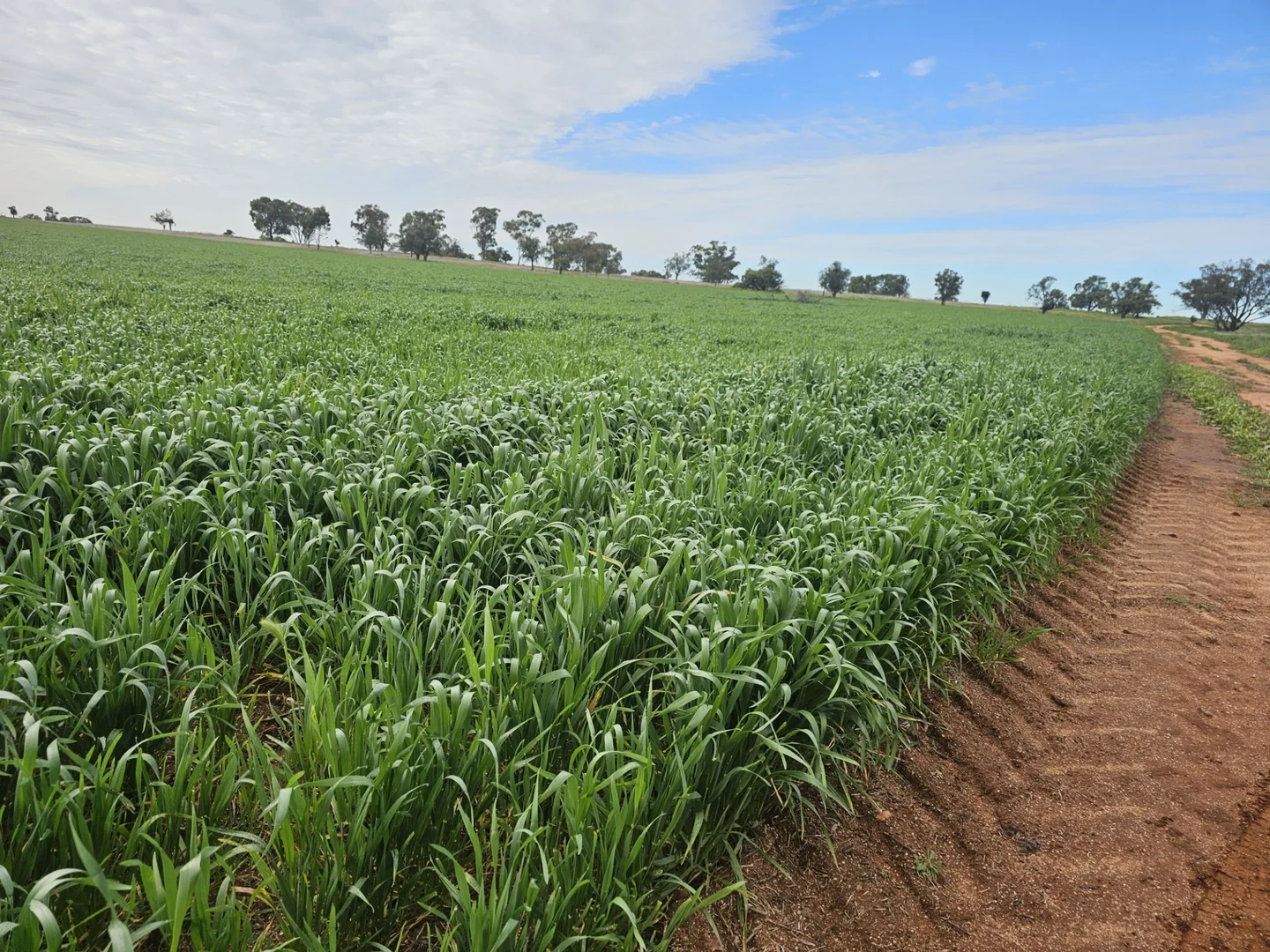 Additional image 4 of 492 Eremeran Road, Condobolin NSW 2877