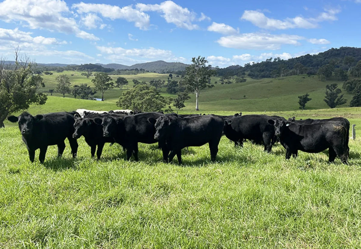 Additional image 4 of 169 Cochranes Road, Wolumla NSW 2550