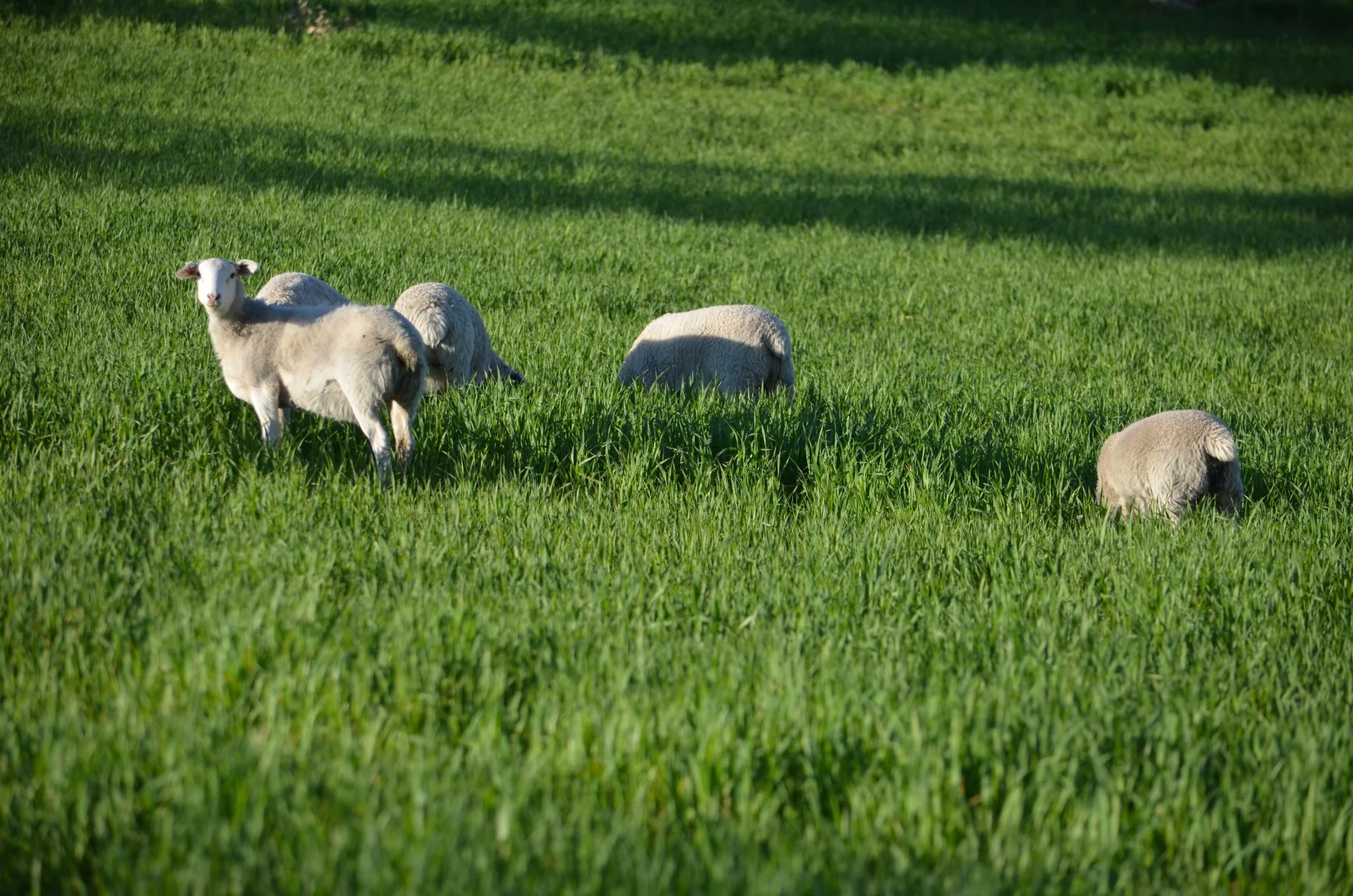 Additional image 3 of Lot 296 Beggs Road, Avenue Range SA 5273