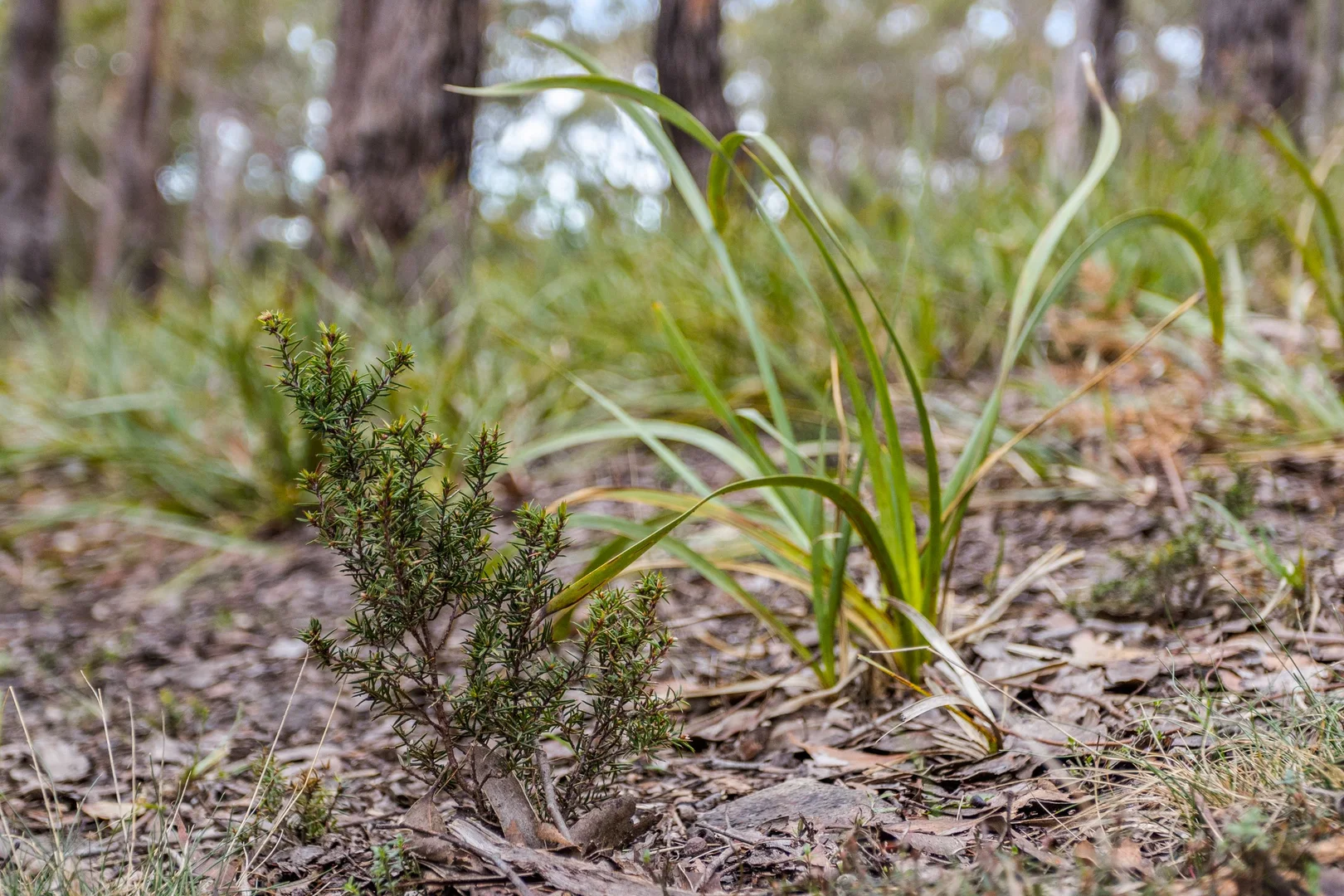 Additional image 11 of 90 Hackford Drive, Kingston TAS 7050