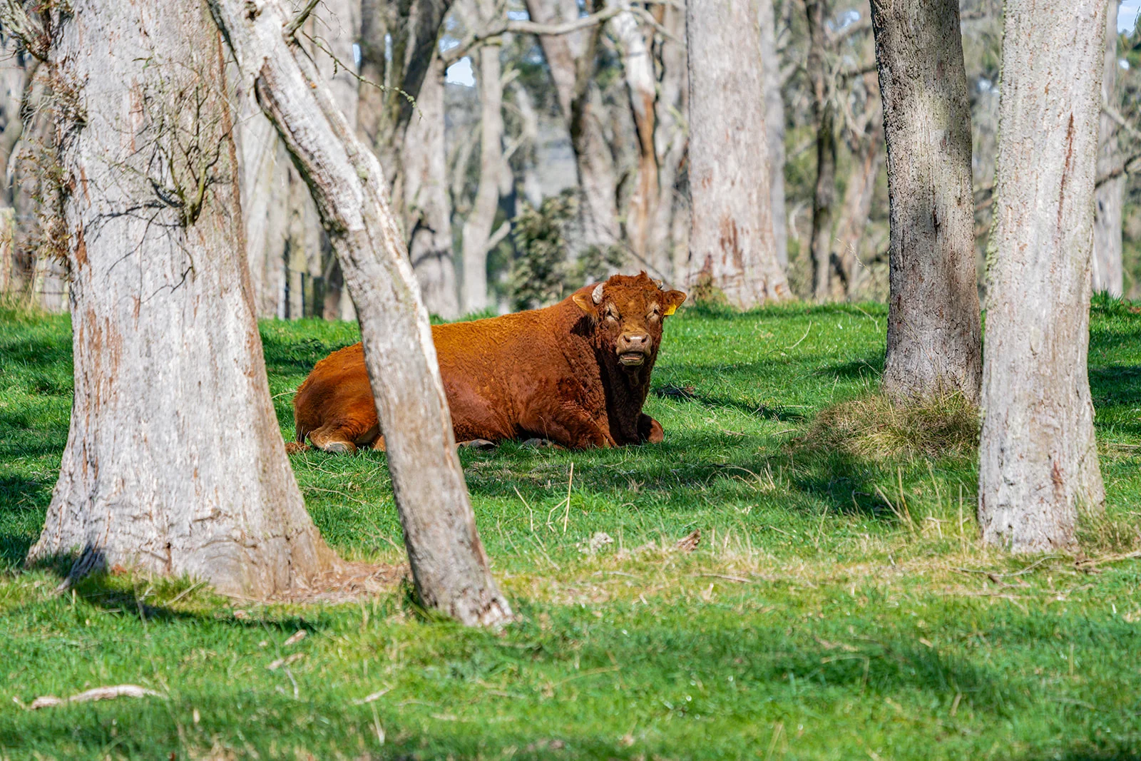 Additional image 16 of 5941 Illawarra Highway, Avoca NSW 2577
