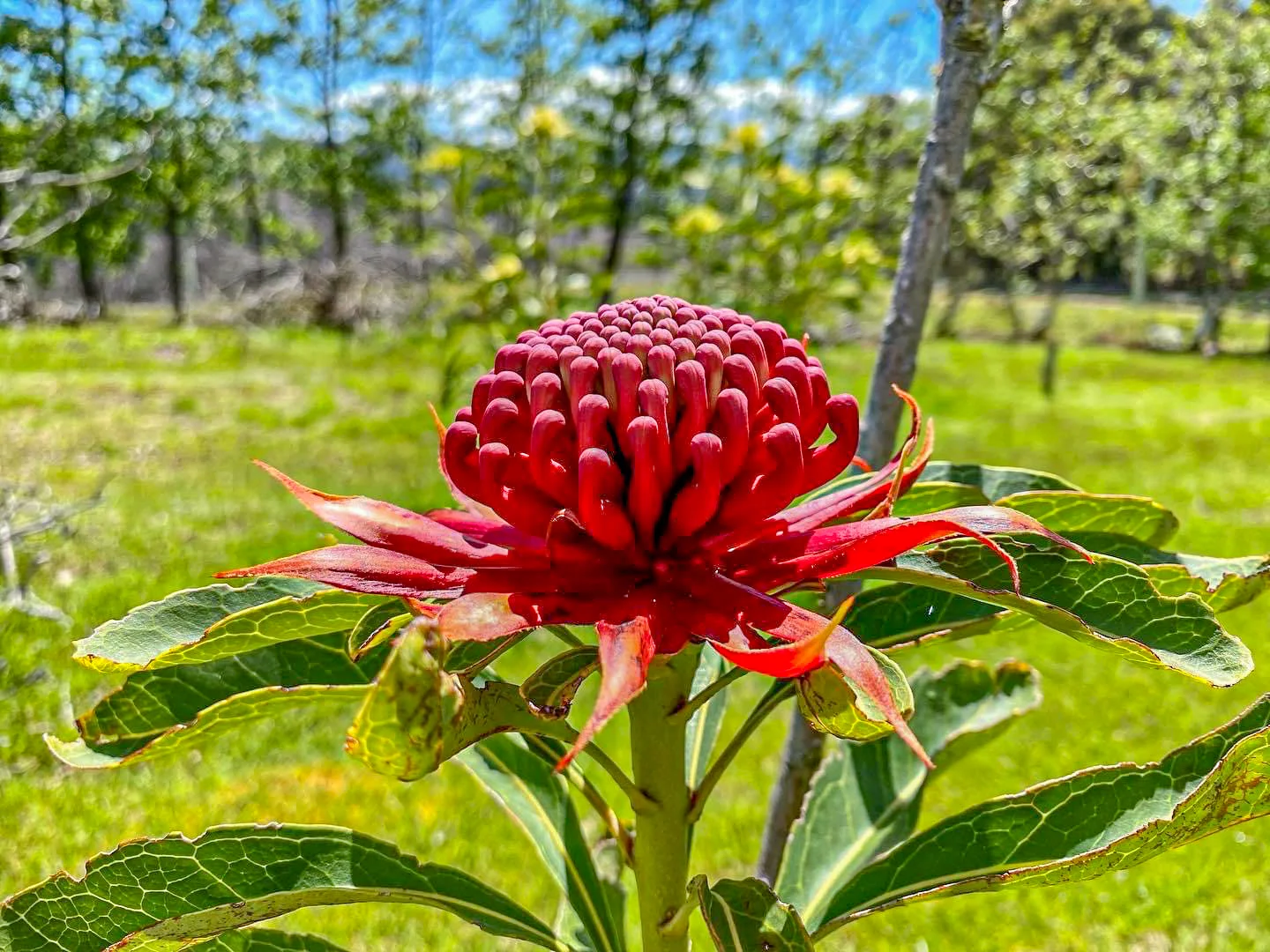 Additional image 41 of 304 Dickensons Creek Road, Glen Huon TAS 7109