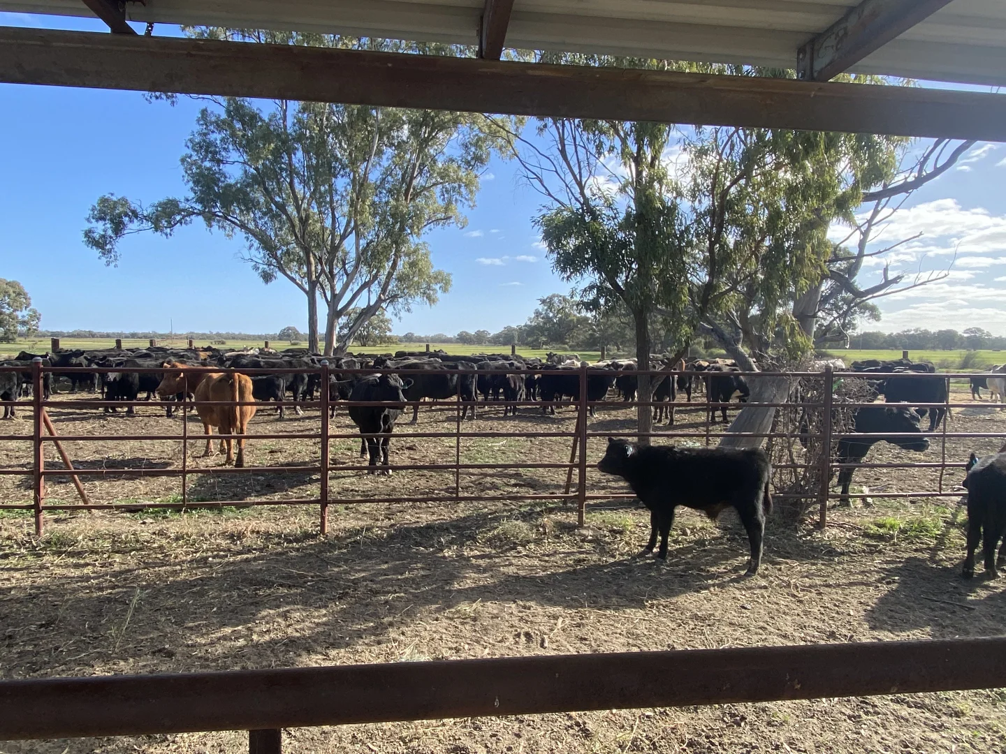 Additional image 52 of 'Wetuppa' 245 Fisher Lane, Wetuppa NSW 2734