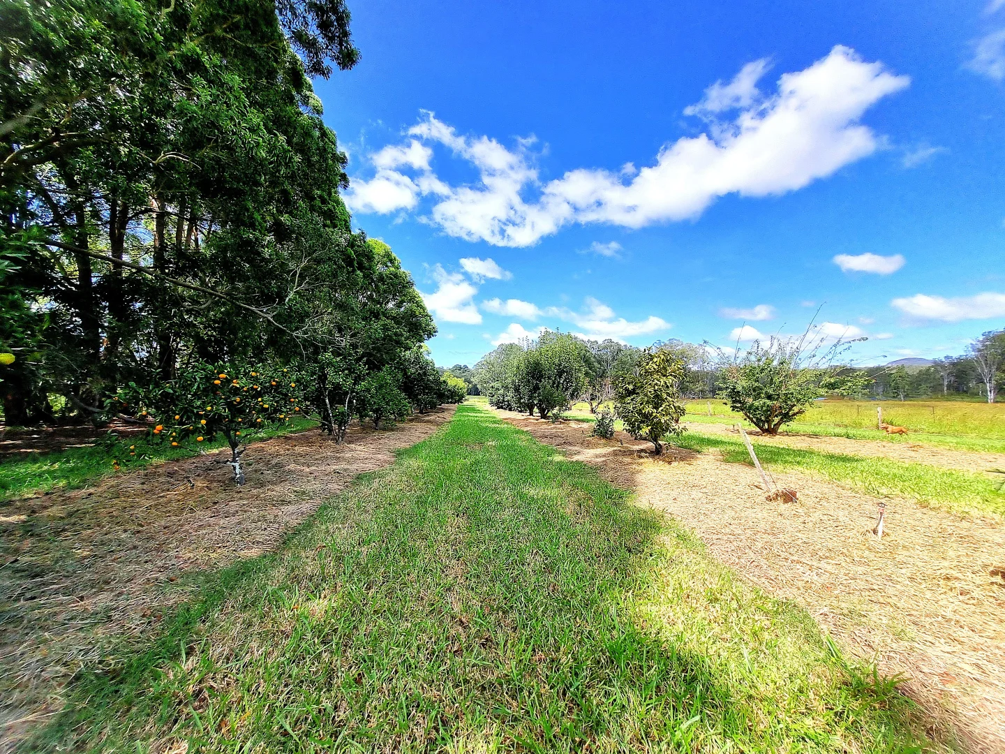 Additional image 22 of Wondecla QLD 4887