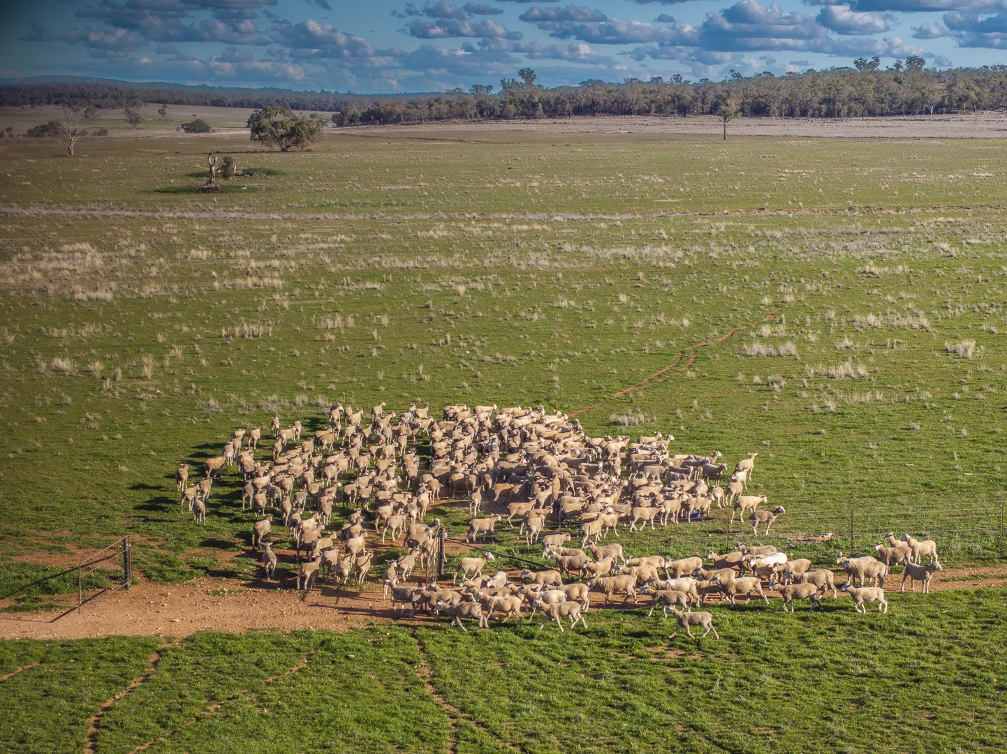 Additional image 21 of Ashford Heath 47 Adios Lane, Bogan Gate NSW 2876