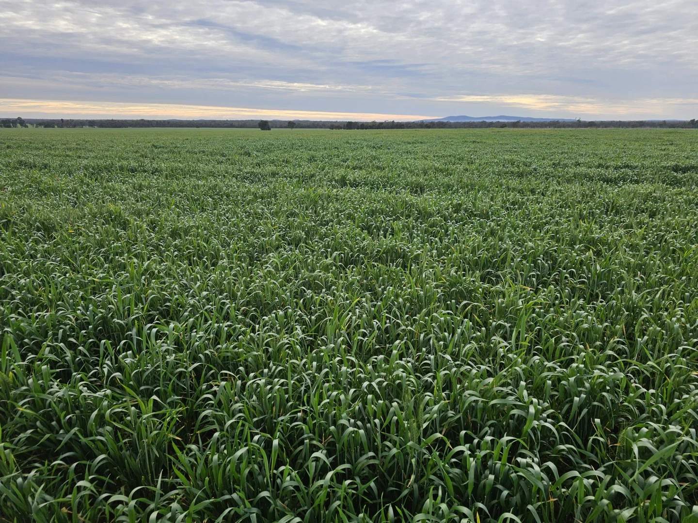 Additional image 43 of 492 Eremeran Road, Condobolin NSW 2877