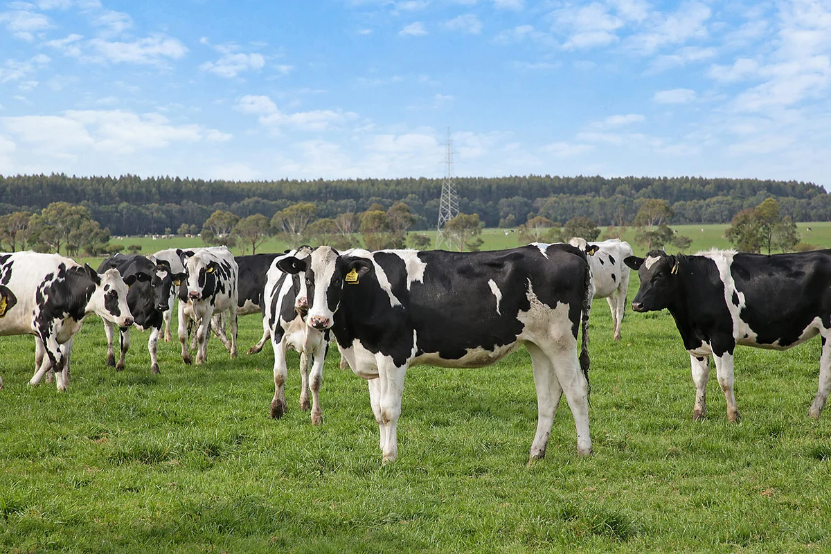 Additional image 5 of 570 Swan Marsh Road, Swan Marsh VIC 3249